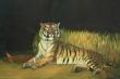 Repas du tigre du Bengale
Huile sur toile 55X38 cm